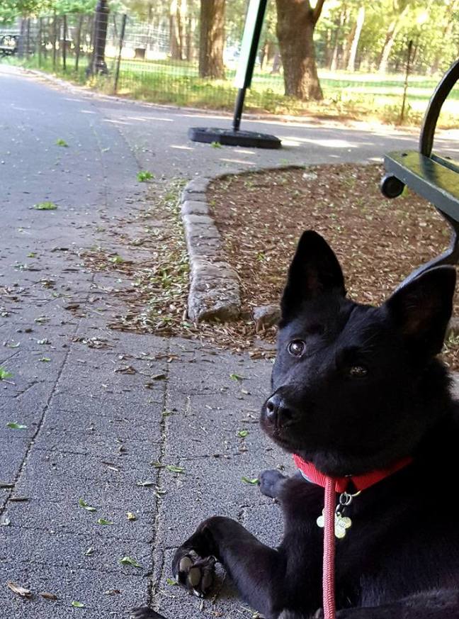 25660332_10156136279910625_994092079527584668_n